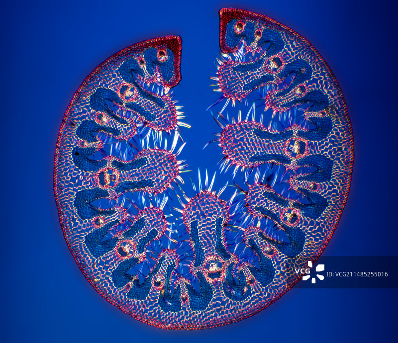 固沙草叶子显微照片图片素材