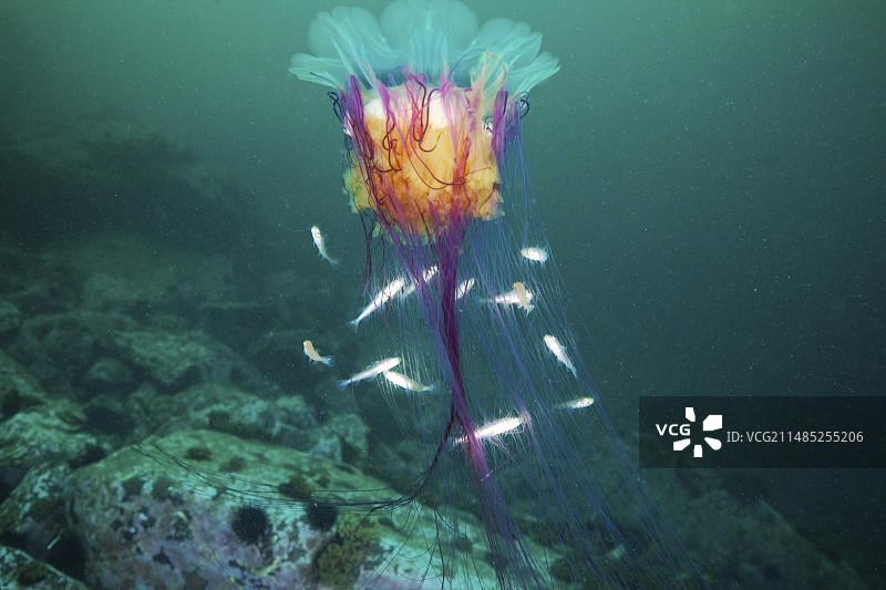 狮鬃水母和navaga鱼图片素材