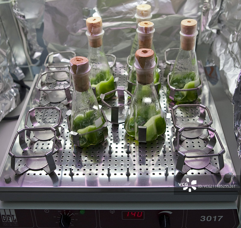 微藻食品补充剂生产图片素材