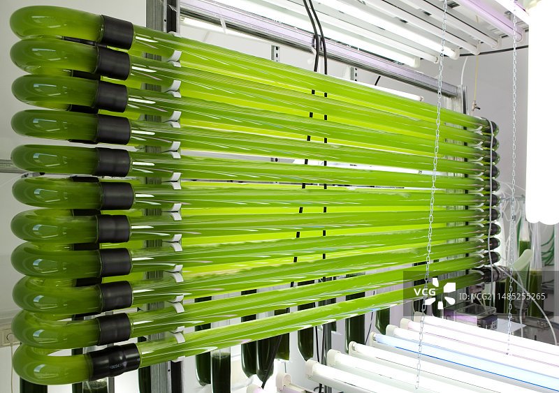 微藻食品补充剂生产图片素材