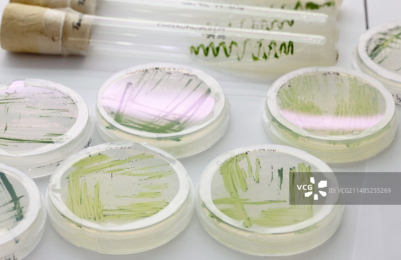 微藻食品补充剂生产图片素材