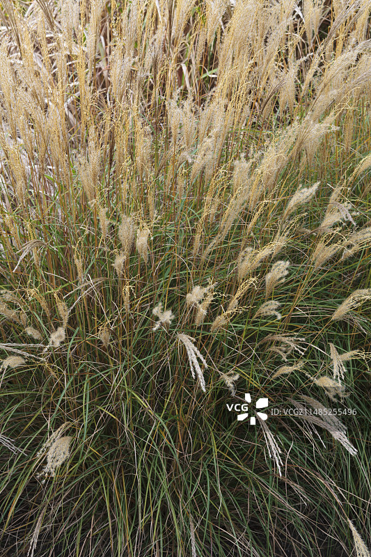 小猫芒草图片素材