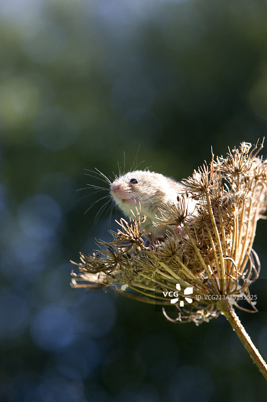 欧亚收割鼠图片素材
