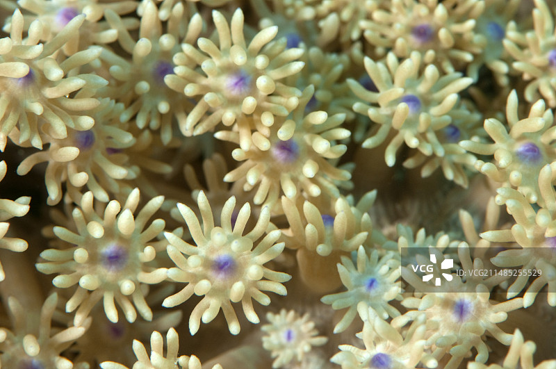 珊瑚虫觅食图片素材