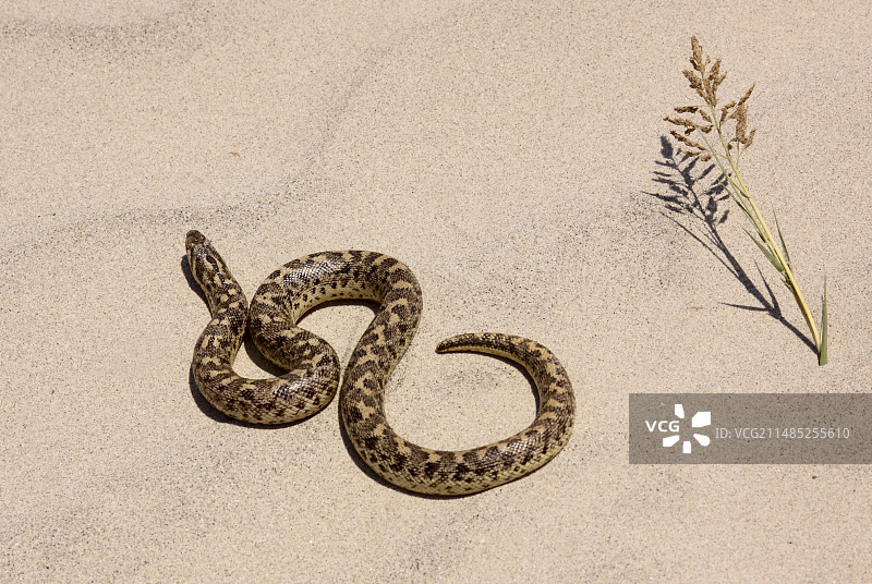 标枪沙蟒(Eryx jaculus)图片素材