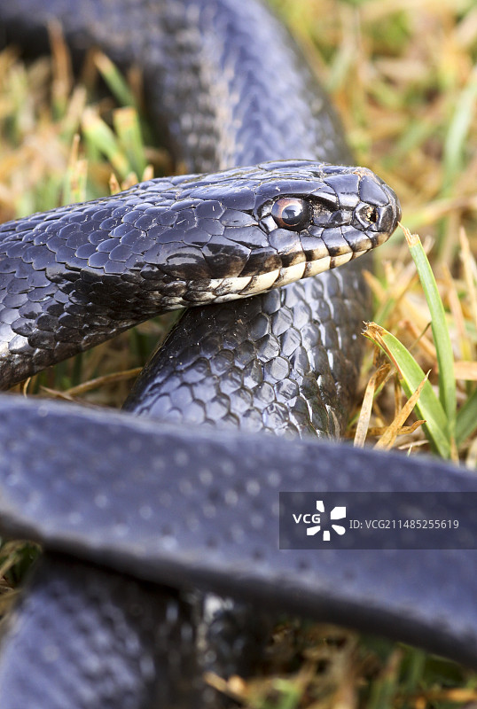大鞭蛇图片素材