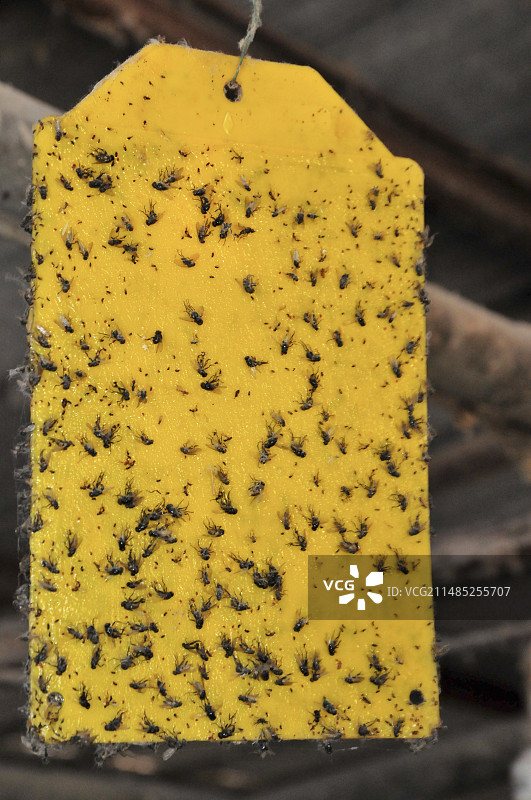 粘在粘蝇纸上的苍蝇图片素材