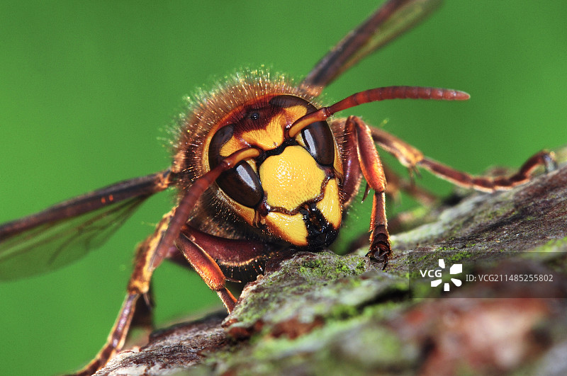 欧洲大黄蜂图片素材