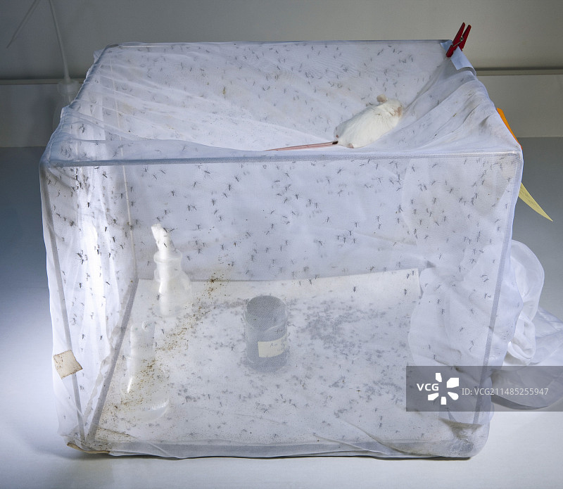 亚洲虎蚊研究图片素材