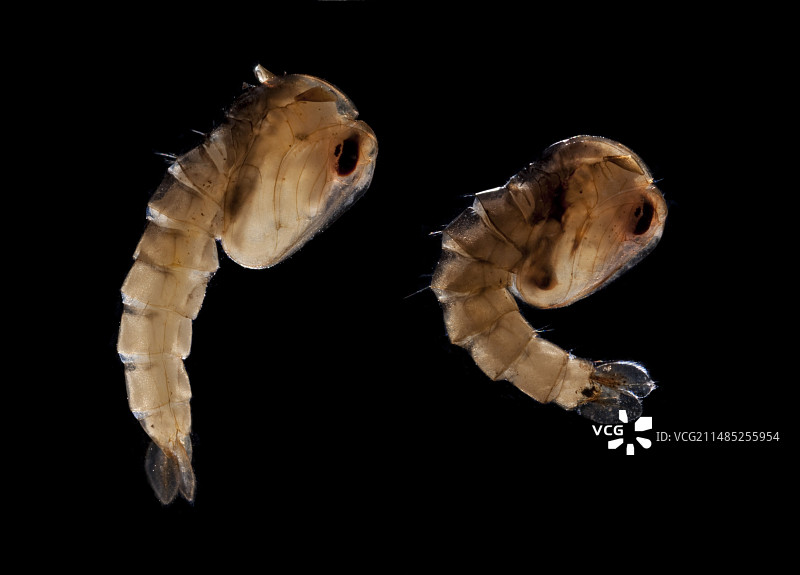 亚洲虎蚊的蛹图片素材