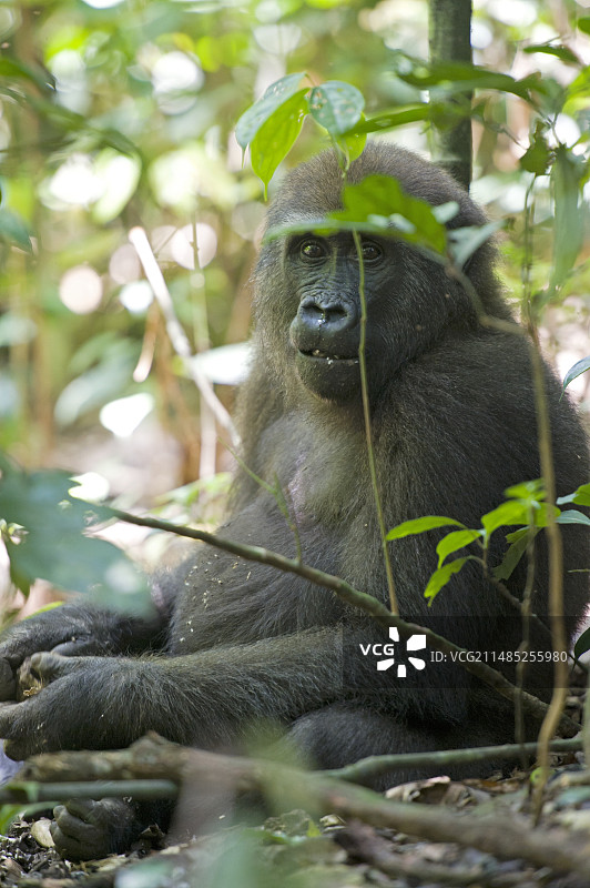 西部低地幼年大猩猩图片素材