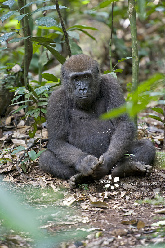 西部低地幼年大猩猩图片素材