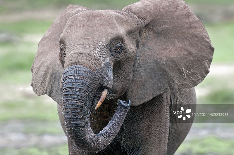 非洲森林象图片素材