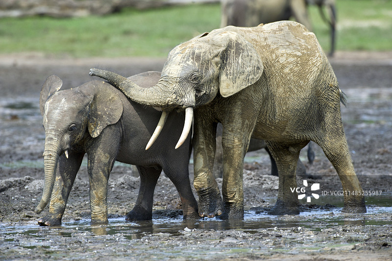 非洲森林象与幼崽图片素材