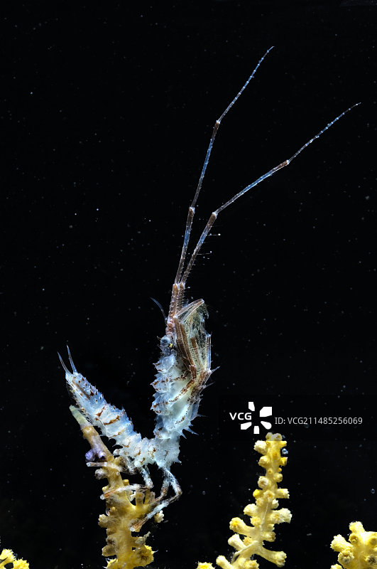 等足类甲壳动物图片素材