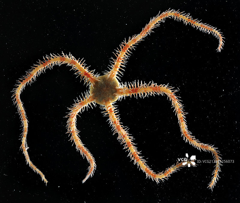 阳遂足图片素材