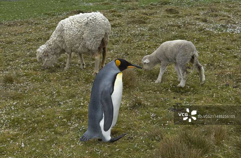 企鹅与绵羊图片素材