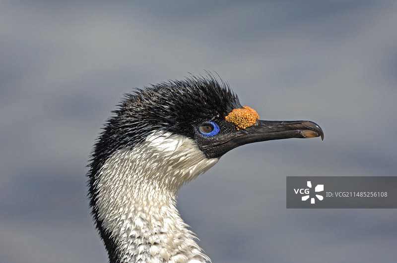 帝王地毯图片素材