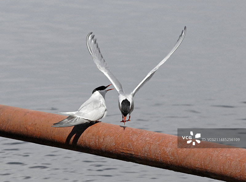 北极燕鸥图片素材
