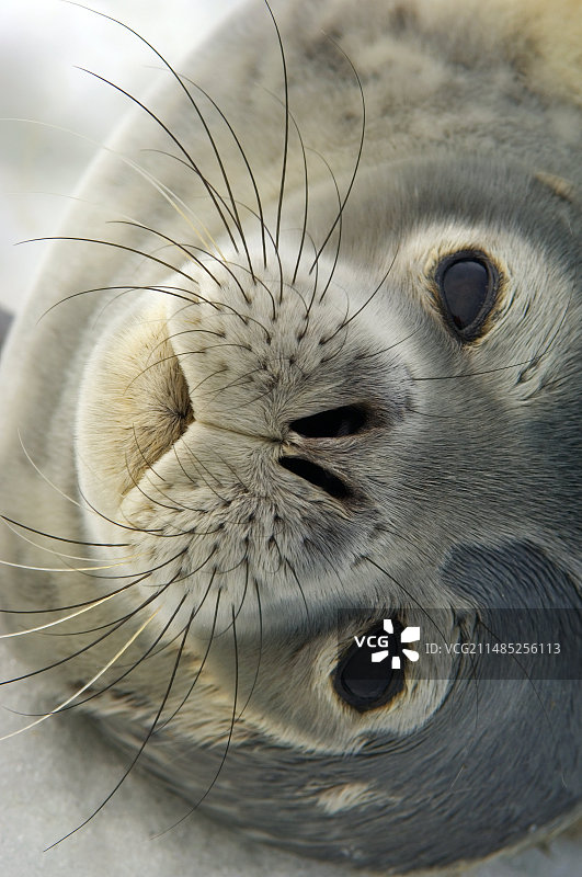 威德尔海豹图片素材