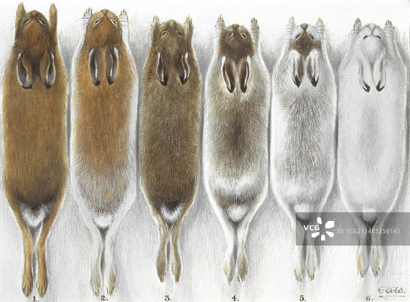 山兔插画图片素材