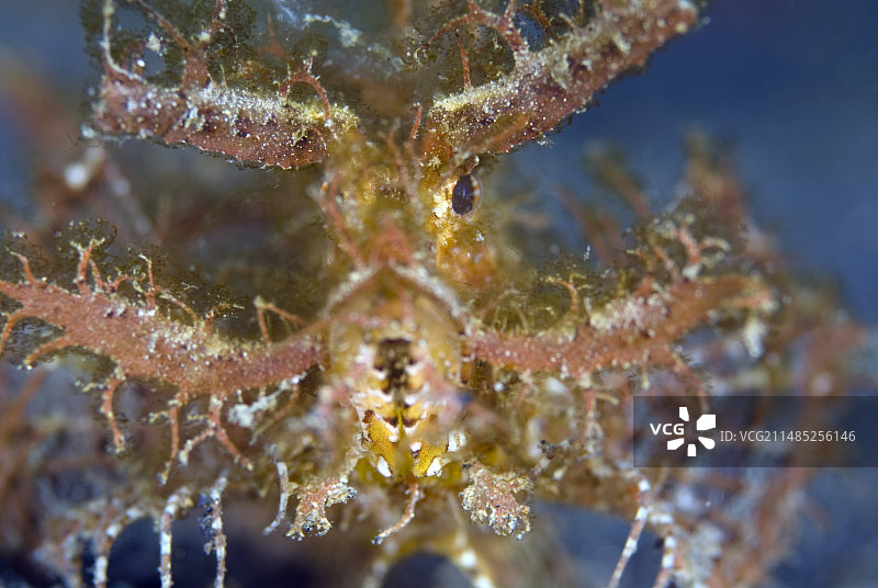 安汶狮子鱼图片素材