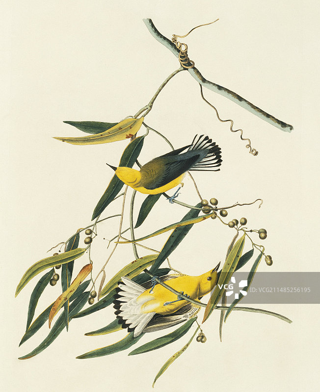 黄喉莺图片素材