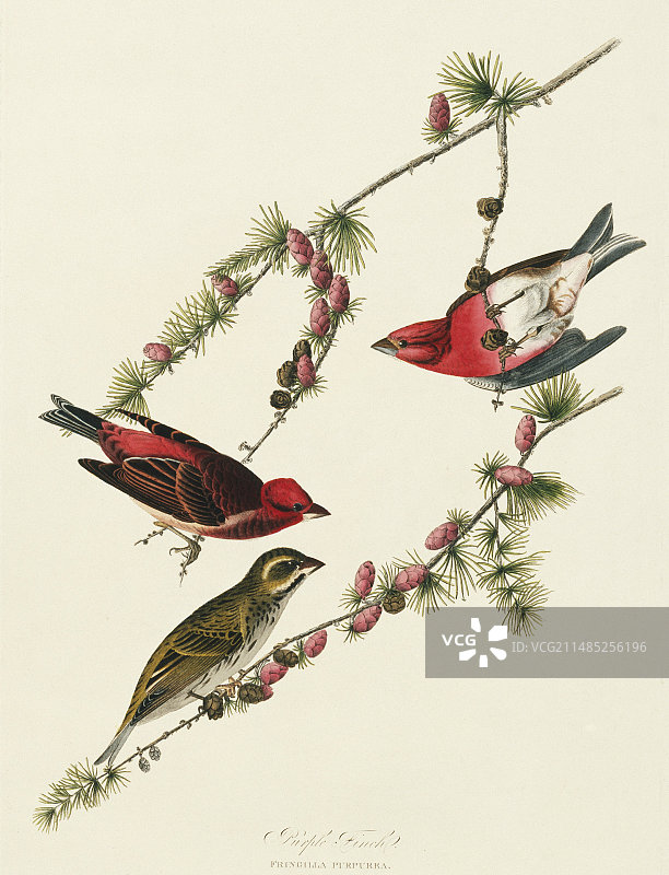 紫红雀艺术作品图片素材