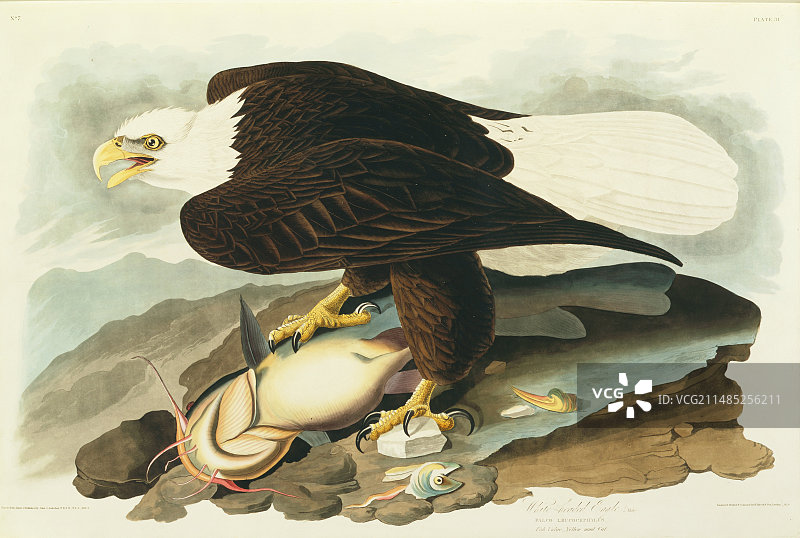 秃鹰艺术作品图片素材