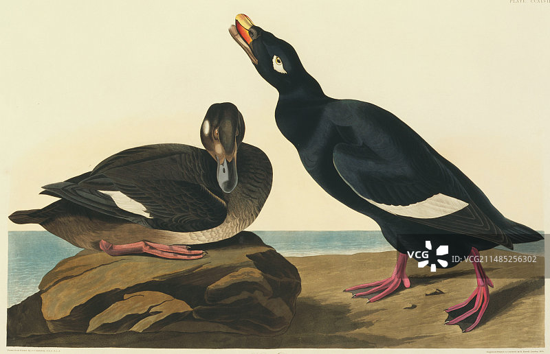 白翅凫艺术作品图片素材