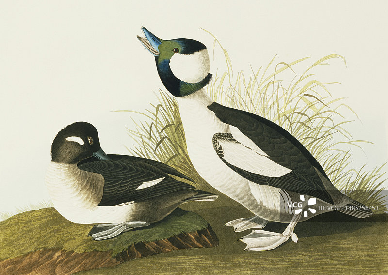 小体型潜鸭海鸟艺术作品图片素材