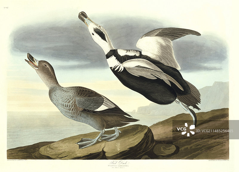 拉布拉多鸭艺术作品图片素材