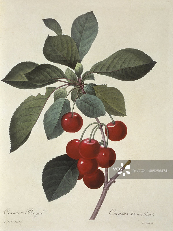 酸樱桃，李属，艺术作品图片素材