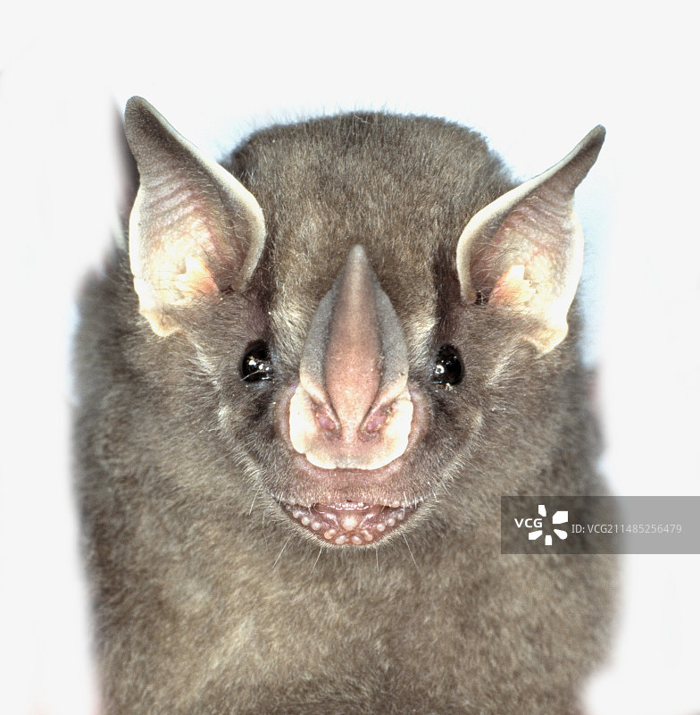 托马斯食果蝙蝠图片素材