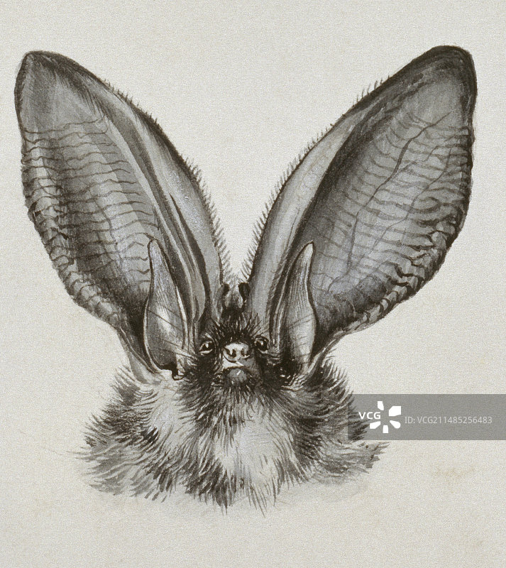 长耳蝙蝠艺术作品图片素材