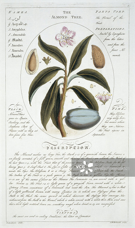 杏树艺术作品图片素材