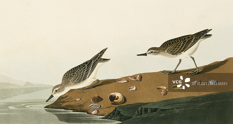 半蹼鹬艺术作品图片素材