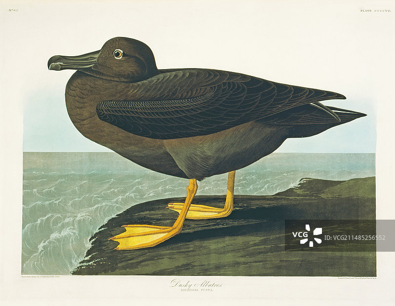 灰头信天翁插画图片素材