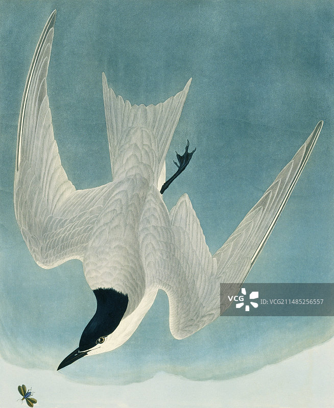 须浮鸥艺术作品图片素材