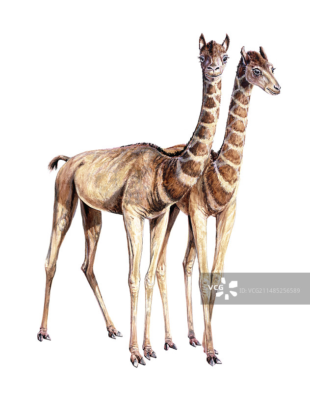 史前骆驼类动物图片素材