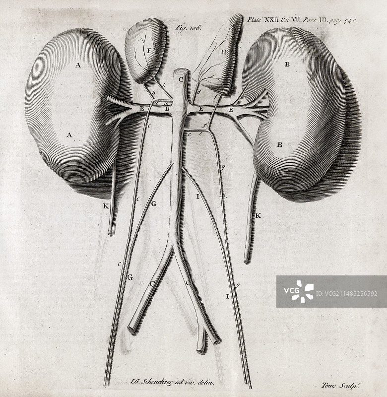 18世纪肾脏解剖图图片素材