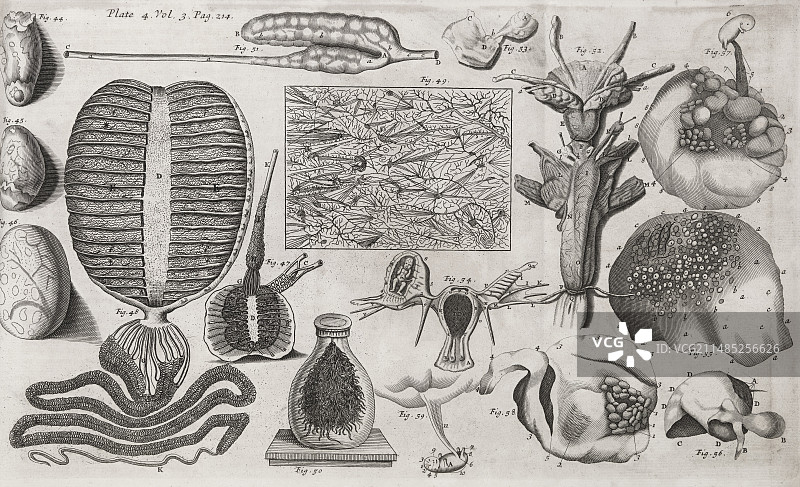 17世纪生物插图图片素材