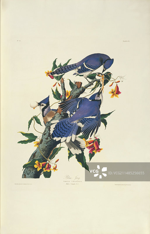 蓝松鸦艺术作品图片素材