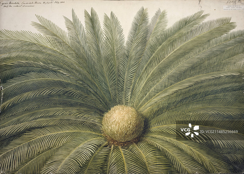 西米棕榈植物艺术作品图片素材