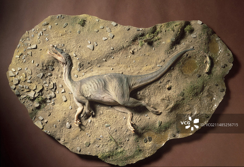 重爪龙恐龙重建图片素材