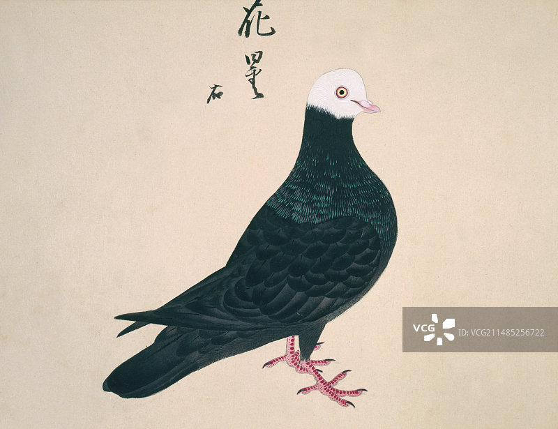 家鸽艺术作品图片素材