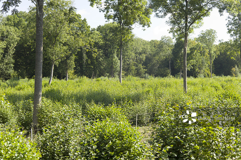 夏末的矮树林图片素材