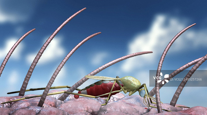 蚊子吸血艺术作品图片素材