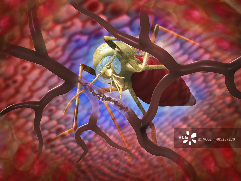 传播疟疾的蚊子（艺术图）图片素材