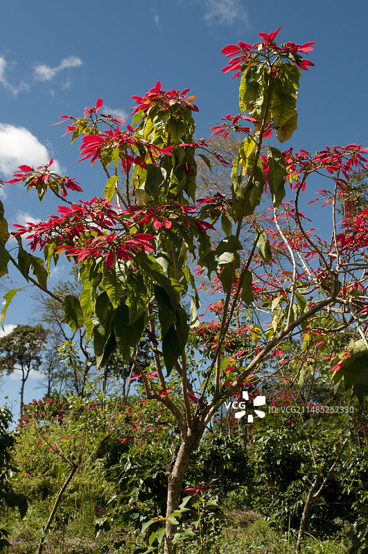 一品红（大戟属）图片素材